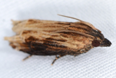 Eucosma radiatana