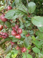 Kirschpflaume (Prunus cerasifera): Herkunft und Verwendung — Foto 3