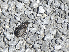 Carabus maeander