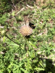 Cirsium remotifolium