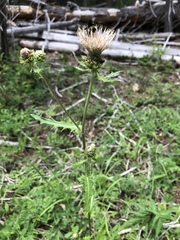 Cirsium remotifolium
