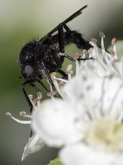 Empis pennipes