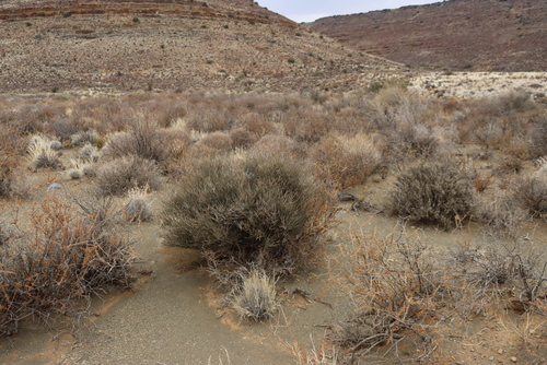 Image of Lacomucinaea lineata by (c) Tony Rebelo, some rights reserved (CC BY-SA)