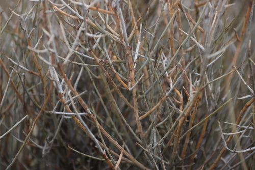 Image of Lacomucinaea lineata by (c) Tony Rebelo, some rights reserved (CC BY-SA)