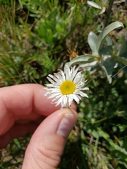 Erigeron caespitosus