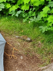 Poliocitellus franklinii