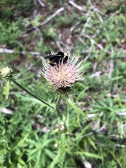 Cirsium remotifolium