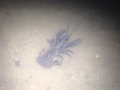 Austropotamobius torrentium