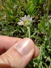 Erigeron caespitosus
