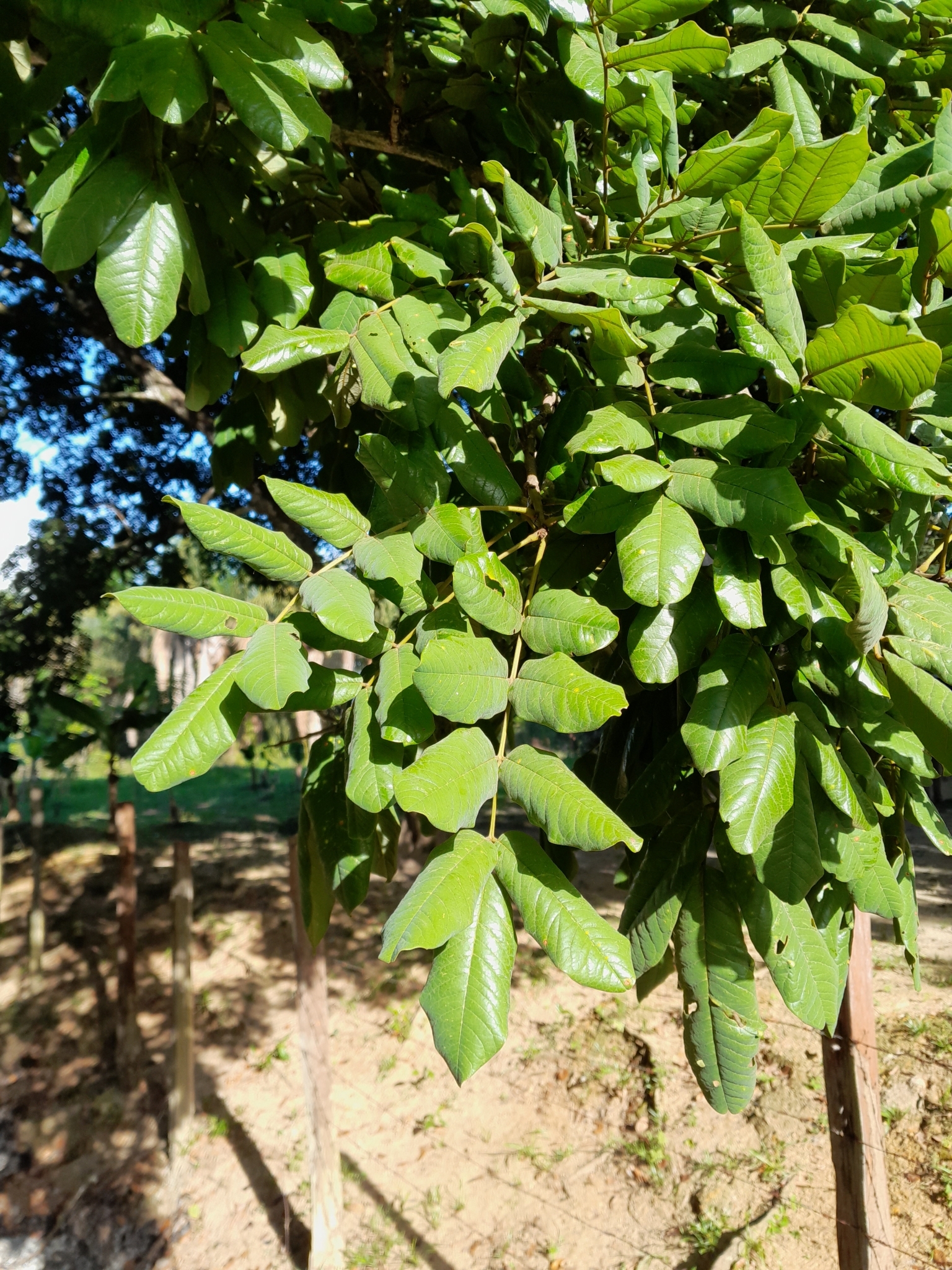 Imagem de Paricá