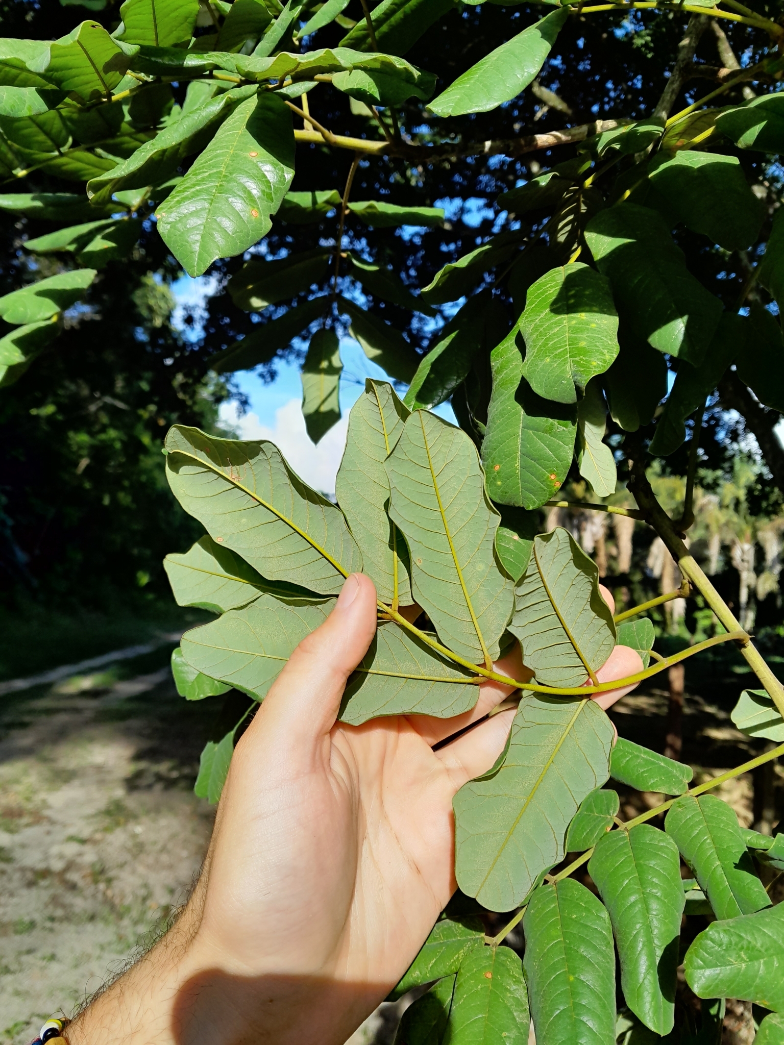 Imagem de Paricá
