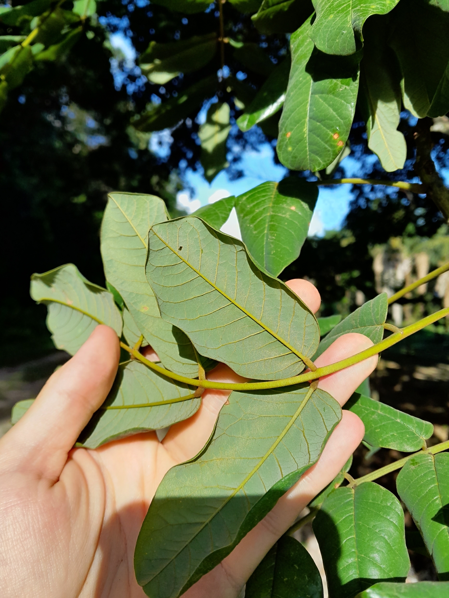 Imagem de Paricá