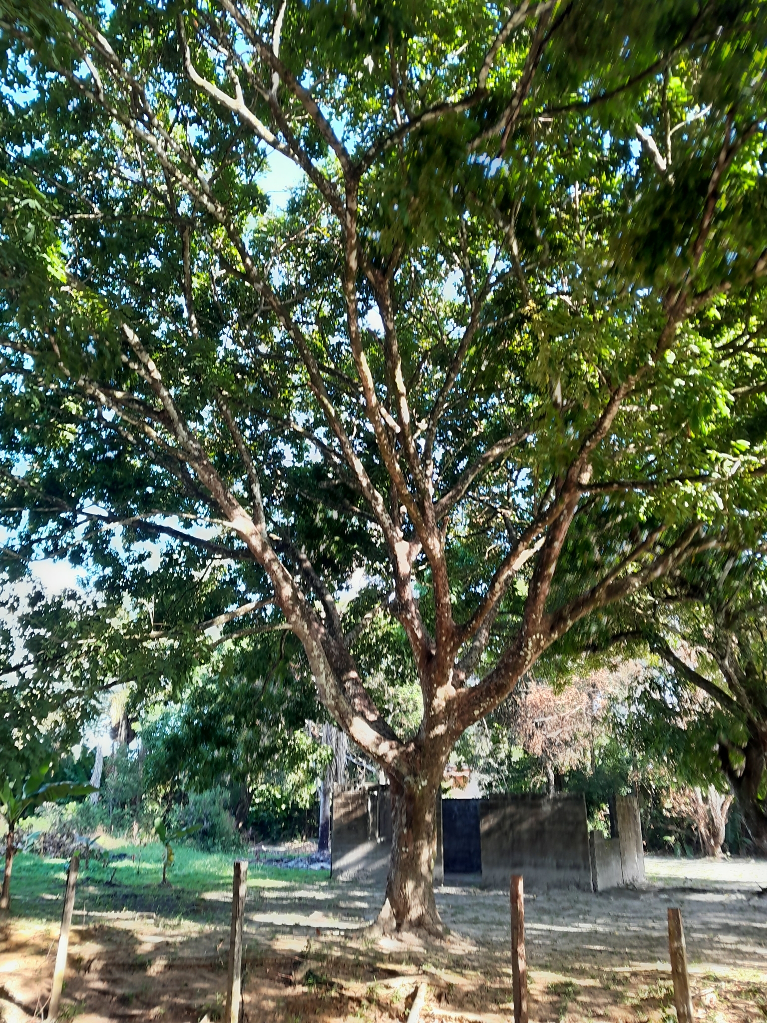 Imagem de Paricá