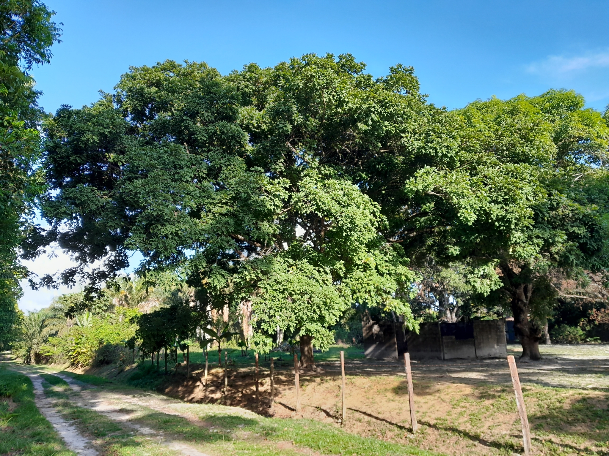 Imagem de Paricá