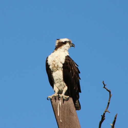iNaturalist observation photo of Osprey