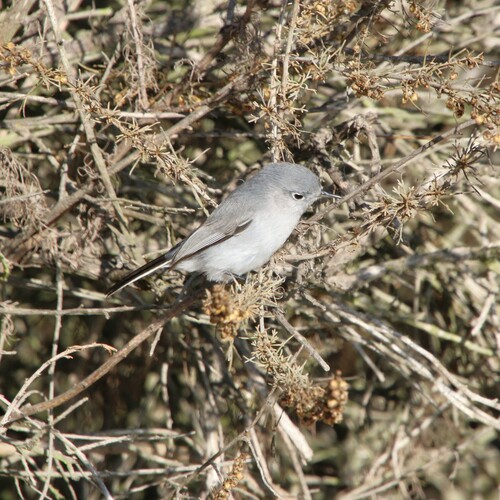 iNaturalist observation photo of Blue-gray Gnatcatcher