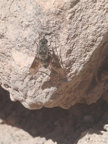 Cyrtomyia