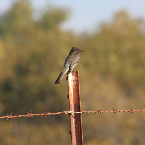iNaturalist observation photo of Black Phoebe