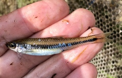 Notropis chalybaeus