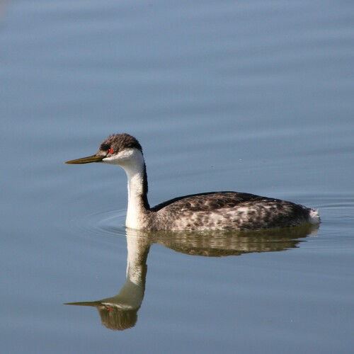 iNaturalist observation photo of Western Grebe