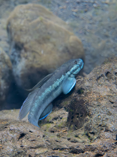 Oopu Nopili (Sicyopterus stimpsoni) — Gobiidae — 5