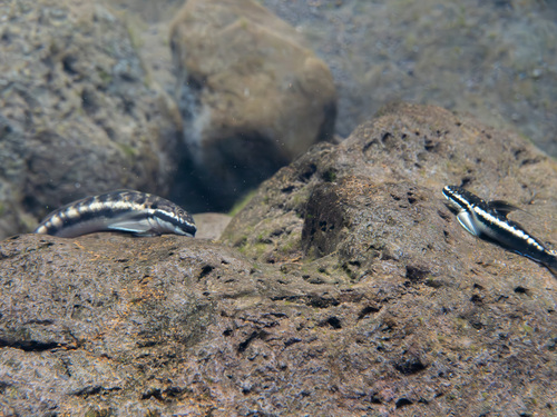 Nopili-klimgrondel (Sicyopterus stimpsoni) — Gobiidae