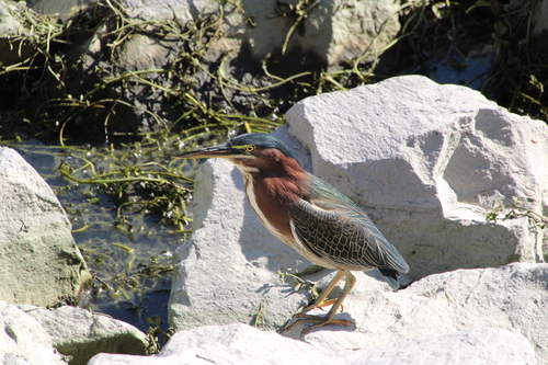 iNaturalist observation photo of Green Heron