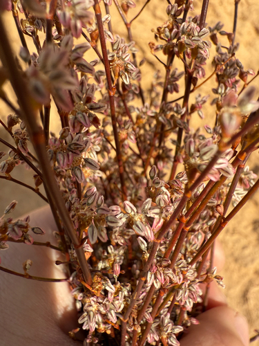 ladder wild buckwheat (Eriogonum exaltatum)