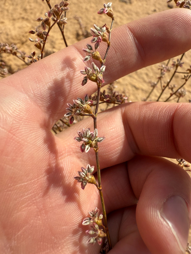 Image of Eriogonum exaltatum by (c) Zach Earl, some rights reserved (CC BY)