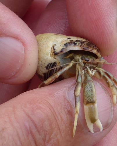 Long-claw Hermit Crab, photo 6 of 7