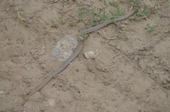 Sonora taylori