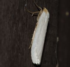 Crambidia xanthocorpa