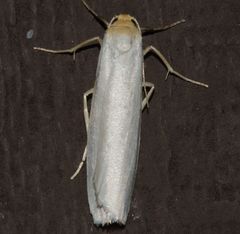 Crambidia xanthocorpa