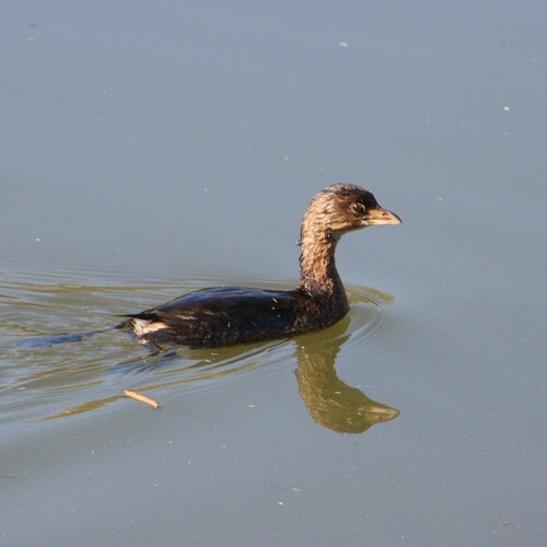 iNaturalist observation photo of Pied-billed Grebe