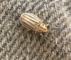 Ophraella sexvittata