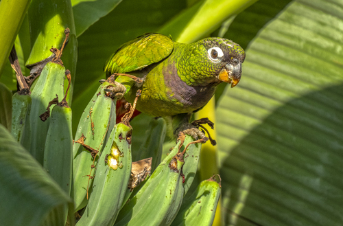 Pionus maximiliani