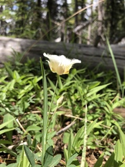 Calochortus subalpinus