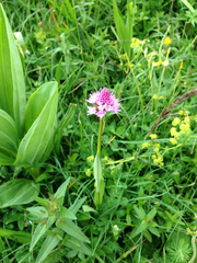 Traunsteinera globosa