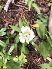 Calochortus subalpinus