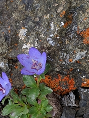 Campanula piperi