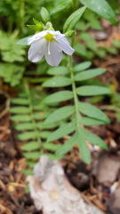 Polemonium pulcherrimum delicatum