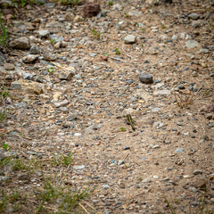 Gomphurus fraternus