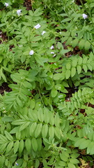 Polemonium pulcherrimum delicatum