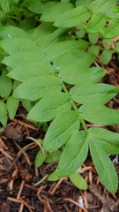 Polemonium pulcherrimum delicatum