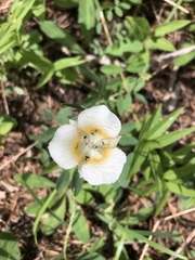 Calochortus subalpinus