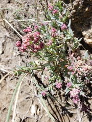 Atriplex dioica