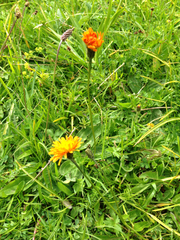 Crepis aurea