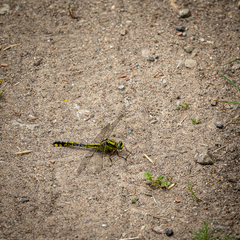 Gomphurus fraternus