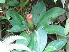 Costus amazonicus