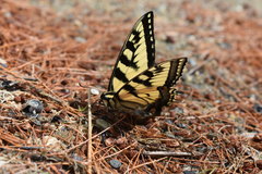 Papilio canadensis